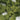 JTT 95266 Scenic Shrubs, Light Green