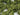 JTT 95266 Scenic Shrubs, Light Green