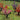JTT 95546 O Scale Flower Bushes, 1"-1.5", 32 pieces