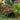 JTT 95632 Flowering Trees, Red, Pink, Yellow, 1.5"-2"