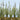 JTT 95634 Cattails Dried, 1.5"