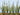 JTT 95634 Cattails Dried, 1.5"