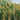 JTT 95635 Reeds, 2"