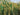 JTT 95638 Reeds, 1"
