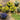 JTT 95643 Flower Bushes, White, Purple, Blue